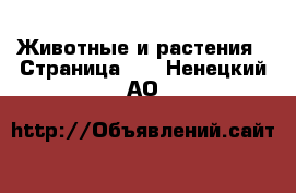  Животные и растения - Страница 21 . Ненецкий АО